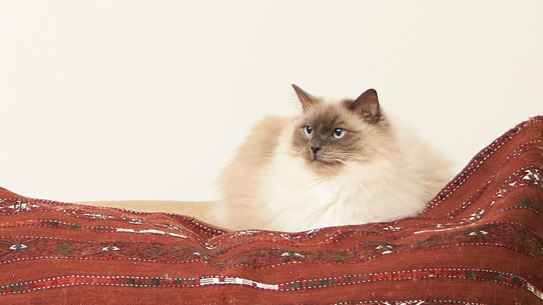 Mačka oddychuje na deke v domácnosti vhodnej pre alergikov s čistým interiérovým vzduchom.